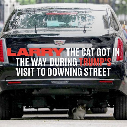 Larry The Cat had a protest of his own when he stopped The President from leaving Downing Street. Of all the protests that have taken place since Trump's arrival, Larry's is the one that worked 🙈😼 | LADbible