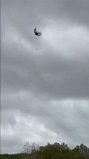 How to pheasant hunt without a dog 😆 #wirehairedpointinggriffon