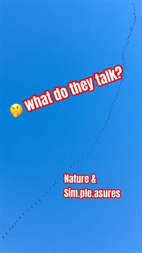 On a long journey 👋 - birds migration #goose #migration #wildlife