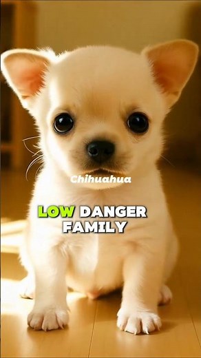 Top 5 Cutest Small Family Dogs (Low Danger)#dog#puppy