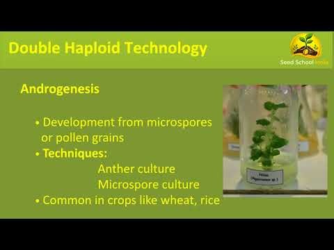 Double Haploid Technology in Plant Breeding