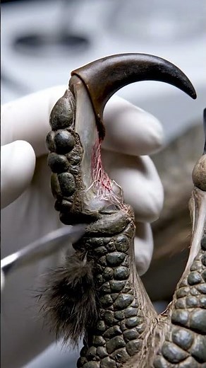 Raptor Claw Dissection — The Sharpest Blade Ever Built! #viral #dinosaur