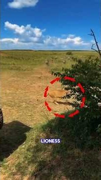 5 Completely Unimaginable Wildlife Moments Ever Recorded