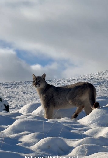 Torres del Paine is the realm of Patagonia’s most magnificent feline: the puma. Here, every glimpse is a gift defined by patience, wonder, and the wild spirit of the land. #ExploraTravel #Patagonia #TorresDelPaine #Puma #Chile