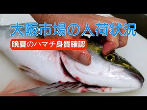 【中央市場】「丁寧な産地の処理！ 活〆のハマチが鮮度抜群で美味しい」Ultra-Fresh and Delicious: The Perfectly Prepared Buri