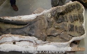 恐龙殊死战 dino death match 中文字幕