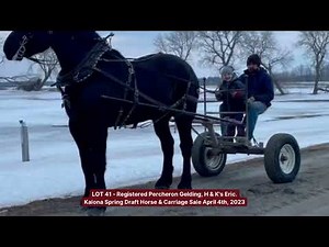 Kalona Spring Draft Horse Sale 4/4/23 - Lot 41