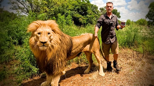 Lions reunite with human