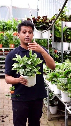 🌿 Calathea Freddie
