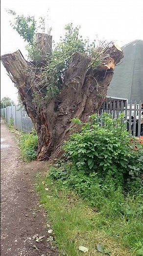 Ancient White Willow Tree. (Salix alba) #tree #nature