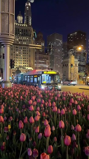 Spring Blooms on Michigan Ave in Chicago