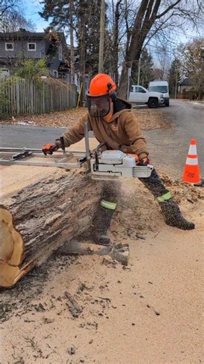 milling huge sugar maple with Alaskan mill