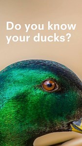 Take the quiz and post your score! http://www.ducks.org/media/quizzes/q/waterfowl-id Good luck! | Ducks Unlimited