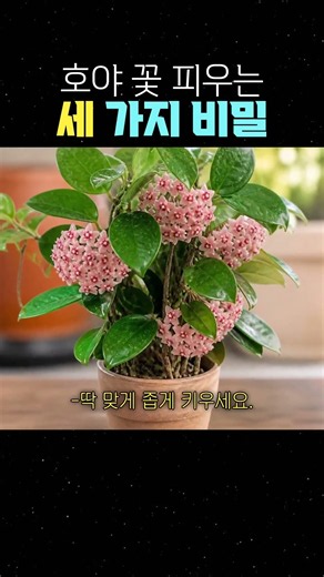 호야꽃피우기3가지팁