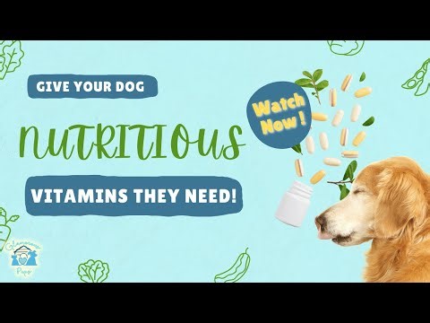 Essential Nutrients Boost Your Dog's Health with Vital Vitamins