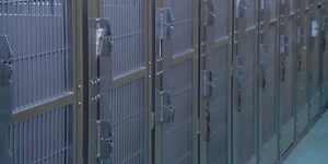 MAS makes ‘difficult decision’ to euthanize 100 dogs after canine distemper outbreak, closes until further notice