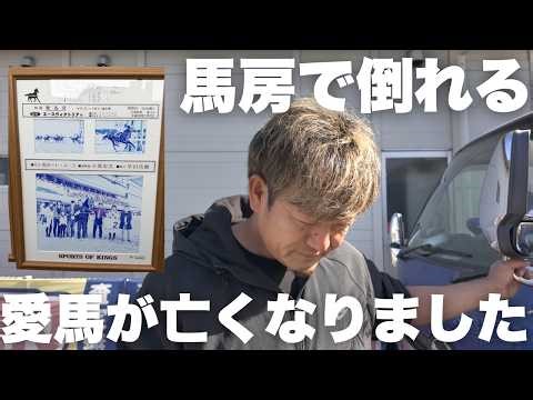 [Uterine rupture] My beloved horse has passed away.