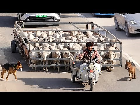 Poor Chinese Farmer Built Genius Invention to Move His Sheep