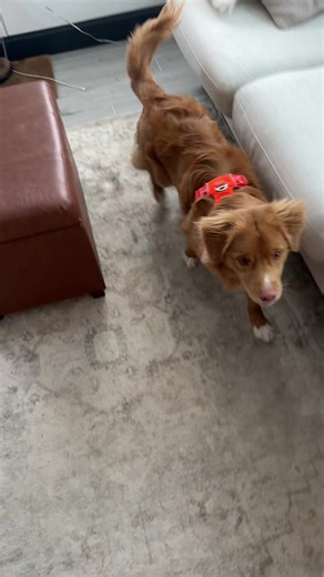 Going to be doing a lot of inside training and exercise today given how cold it is outside. Working on “around” with River — thinking before moving 🌀 #dogtraining #puppytraining #workingdog #toller #novascotiaducktollingretriever