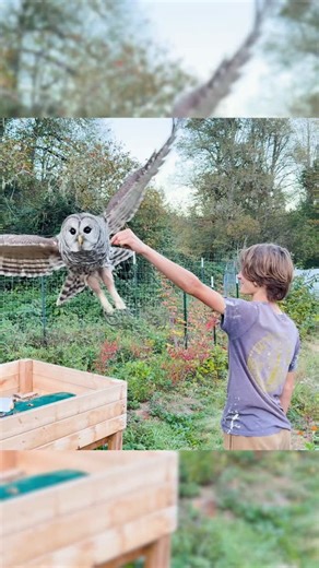 Adventure Agents on Instagram: "This wild owl snatch his snakes right out of our hands. How we gained his trust like this is a really interesting story that I made a full video about on our YouTube channel. #animal #creatures"
