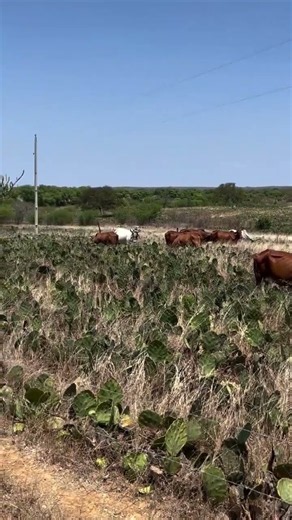 Starting Direct Grazing on Cactus with Dairy Cows Today at Carnaúba Farm #CarnaúbaFarm