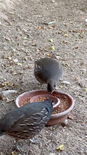 Mini Birds, Peaceful World | California Quails