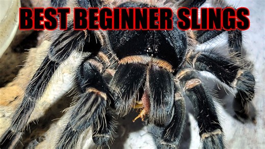 10 Great Tarantula Species to Raise as First ‘Slings