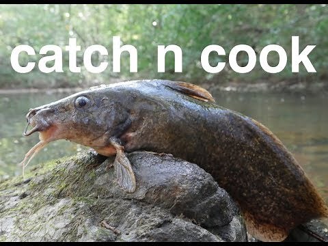eel-tailed catfish catch n cook, ft Zac Penprase #3
