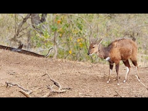 15K views · 148 reactions | Buck Doesn't See The Python Stalking It - video by LS | Ruby Life | Facebook