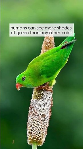 Humans can see more shades of green than any other color !