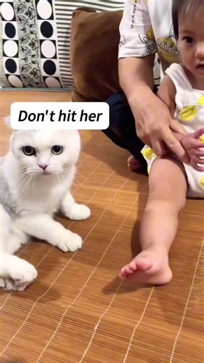 Funny Cats Adopting Babies in Hilarious Moments