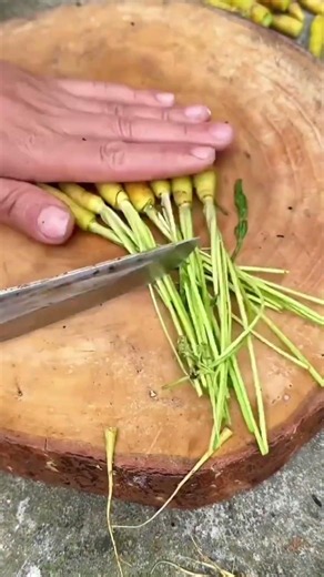 .Amazing Baby Carrot Harvest with Fresh and Healthy Homegrown Vegetables
