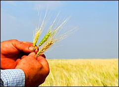 To create a truly sustainable food system, we'll have to confront the farm-labor crisis