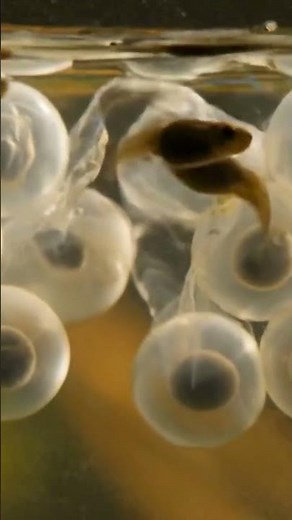 Watch Frog Eggs Hatch Before Your Eyes!! 🐸✨ #wildlife