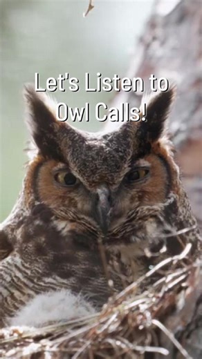 It's a great time of year to spot, or hear, owls in New Jersey! 🦉 Get to know some common owl species—and their calls—that you might encounter this time of year. | The Nature Conservancy in New Jersey
