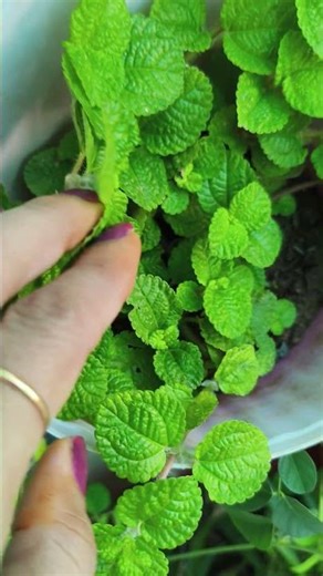 creeping Charlie hanging plant/