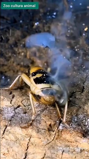 The Bug That Boils Its Enemies