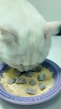 Cats' Paradise: Daily Nap Time & Homemade Meals