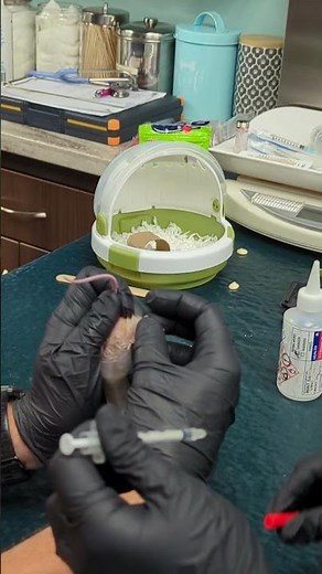 Penn Foster externship 2 Skill 45 intraperitoneal injection mouse