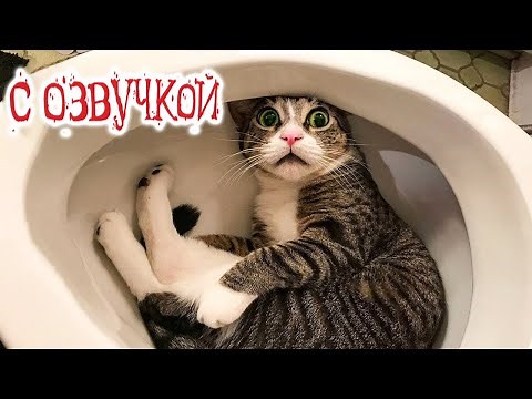 Funny Animal Videos 2023 - Funniest Dogs and Cats Videos #83