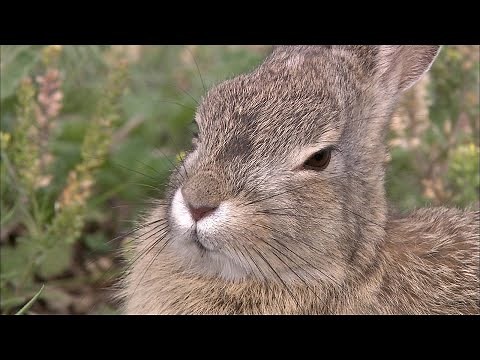 巣穴を間違えて大あわて！ウサギ