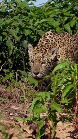 Jaguar facts: Exploring the largest jaguars on Earth