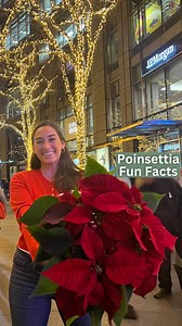 Native to Mexico, poinsettias weren’t always the beloved holiday plant we know today. In fact, they only gained popularity in the last 100 years! Their vibrant red "petals" aren’t flowers at all—they’re modified leaves called bracts. The actual flowers are the tiny yellow buds nestled in the center. While poinsettias are known for being toxic, they’re less dangerous than you might think. Sure, don’t eat them (who would?!), but they’re unlikely to cause serious harm. Whether as a gift or decor, t