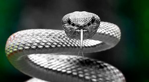 ¿Qué significa soñar con víboras de cascabel? ¿Muerte?