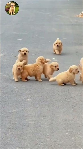 Golden retriever puppies.... ❤️😍✨