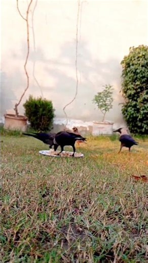 Clever Crows Feeding: Amazing Intelligence Unveiled🖤😂🤣🐦#shorts