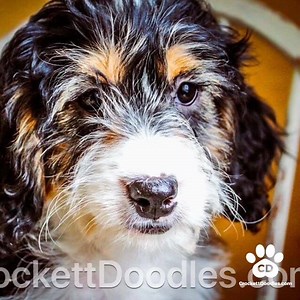 74 reactions | Mini Bernedoodles from CrockettDoodles.com #CrockettDoodles | Springerdoodles | Facebook