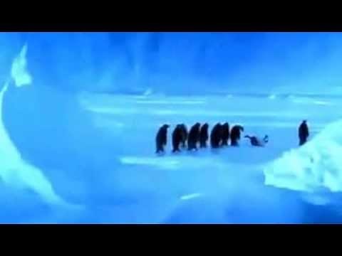 A penguin slipping on ice