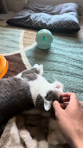 Good morning Pepper #cats #cat #catlovers #kitten #kitty #meow #animallovers #petlovers #pet #pets