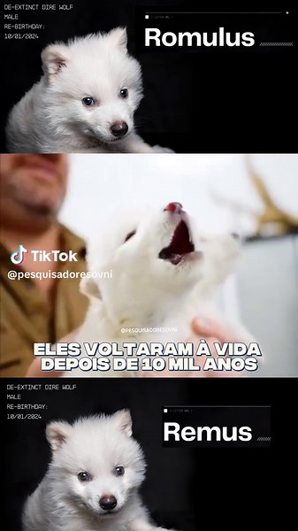 🚨💥 O RETORNO DOS LOBOS EXTINTOS: ROMULUS E REMUS RESSUSCITAM A HISTÓRIA Romulus e Remus são os primeiros animais já trazidos de volta da extinção. Lobos terríveis (dire wolves), extintos há mais de 10 mil anos. Um marco científico que desafia os limites da biotecnologia e reacende debates sobre o futuro da vida na Terra. Em um feito inédito na história da biotecnologia, a empresa Colossal Biosciences anunciou a desextinção do lendário Dire Wolf — o lobo-terrível. Utilizando DNA extraído de fós